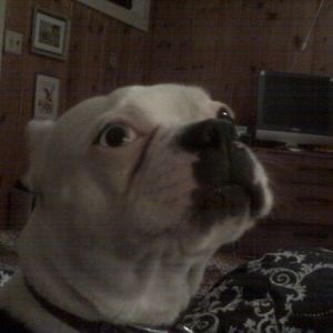 Meet your Posher, Janet